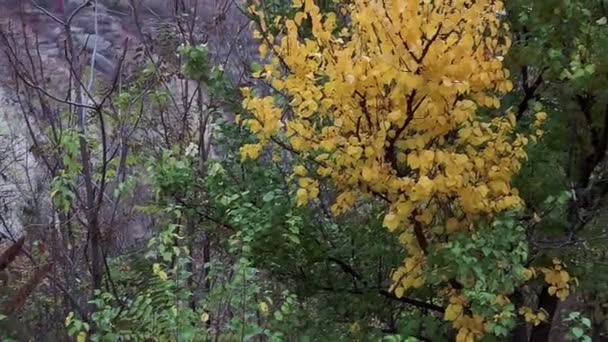 Hojas Árbol Hojas Verdes Amarillas Otoño Fondo Follaje Natural Caída — Vídeos de Stock