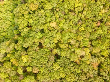 Güz mevsiminde canlı orman ormanlarının düşüşü sırasında güzel kuş bakışı drone manzarası. Sonbahar ormanı gün doğumunda, yukarıdan manzara