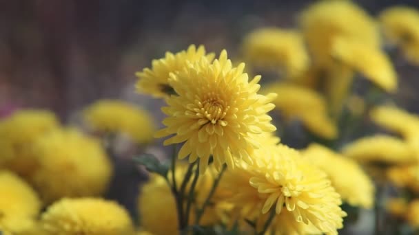 Mooie Lichtgele Chrysant Bloem Tuin — Stockvideo