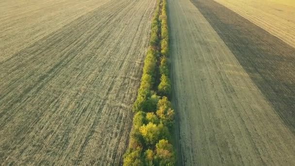 Tarlaların Ağaçların Üzerinde Uçan Hava Manzarası Yüksekten Güzel Bir Manzara — Stok video