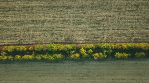 Vista Aérea Volar Sobre Campos Agrícolas Árboles Hermoso Paisaje Desde — Vídeos de Stock