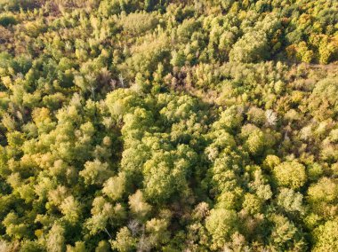 Güz mevsiminde canlı orman ormanlarının düşüşü sırasında güzel kuş bakışı drone manzarası. Sonbahar ormanı gün doğumunda, yukarıdan manzara