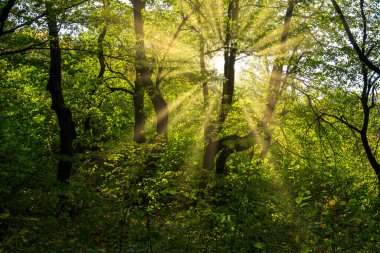 Parlak Güneş Işıkları Ağaçların Arasında Parlıyor. Manyetik sonbahar günbatımı.