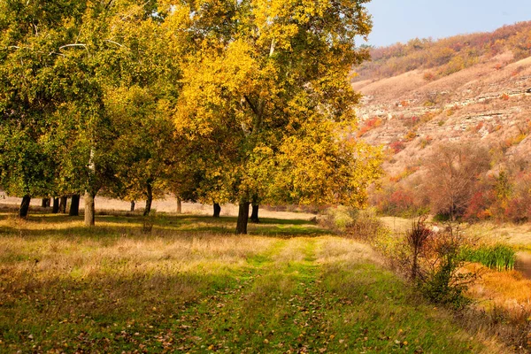 Fond Automnal Feuilles Jaunies Sur Les Peupliers Vue Bas Sur — Photo