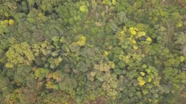 Hava manzarası: Sonbahar ormanının üzerinde turuncu huş ağaçlarıyla uçmak. Doğa, seyahat, eğlence. Rusya-Avrupa. Ormanın en iyi manzarası. .