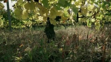 Sonbaharda üzüm bağı, turuncu ve sarı yapraklar. Yakın plan..