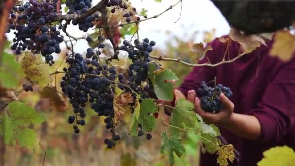 Крупним Планом Чоловічі Руки Збирають Виноград Чорної Лози Ріже Ножицями — стокове відео
