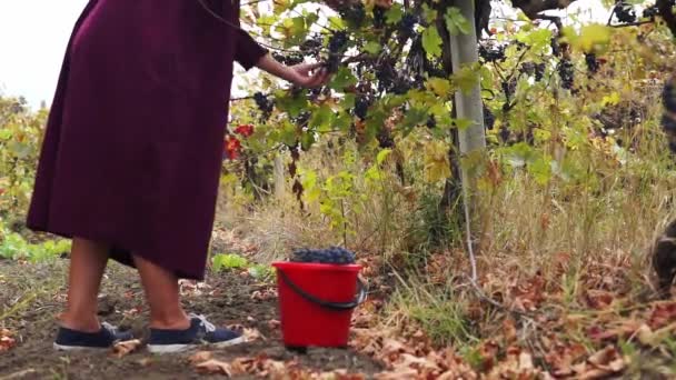 在葡萄的前景丛中采集葡萄 在背景中女性采集白葡萄 — 图库视频影像