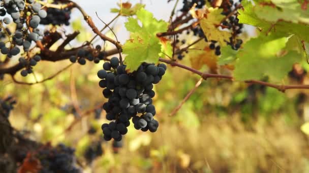 Fechar Mãos Masculinas Coleta Uvas Videira Preta Corte Por Tesoura — Vídeo de Stock