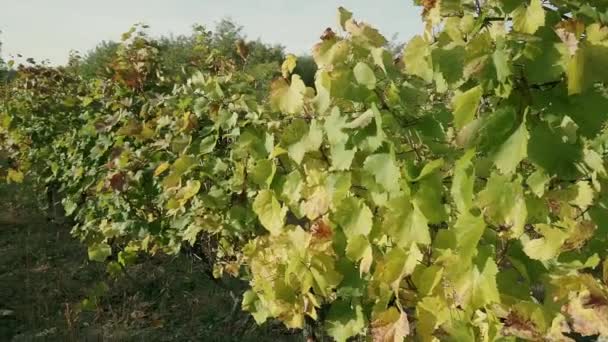 Viñedo Otoño Hojas Naranjas Amarillas Primer Plano — Vídeos de Stock