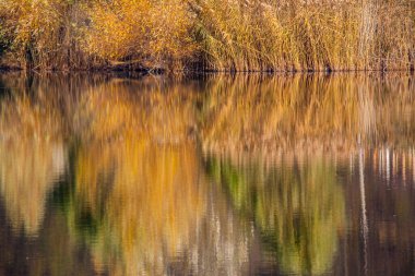 Sakin gölün sularında yansıyan renkli sonbahar ormanı.