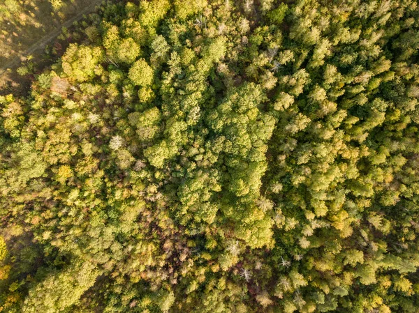 Schöne Vogelperspektive Drohne Landschaft Bild Herbst Herbst Von Lebendigen Wald — Stockfoto