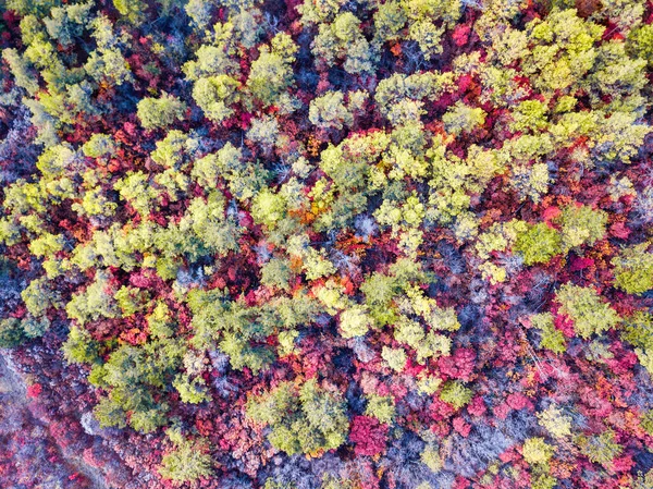 Vacker Fågelperspektiv Drönare Landskap Bild Hösten Fall Levande Skog Skog — Stockfoto