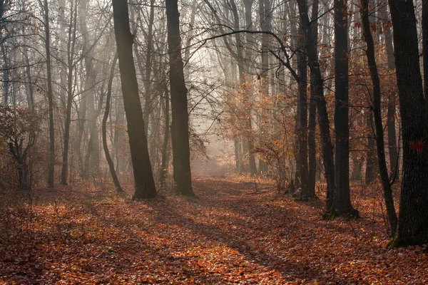 Floresta Outono Árvores Com Folhas Coloridas — Fotografia de Stock