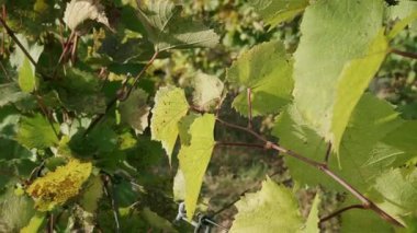 Sonbaharda üzüm bağı, turuncu ve sarı yapraklar. Yakın plan..