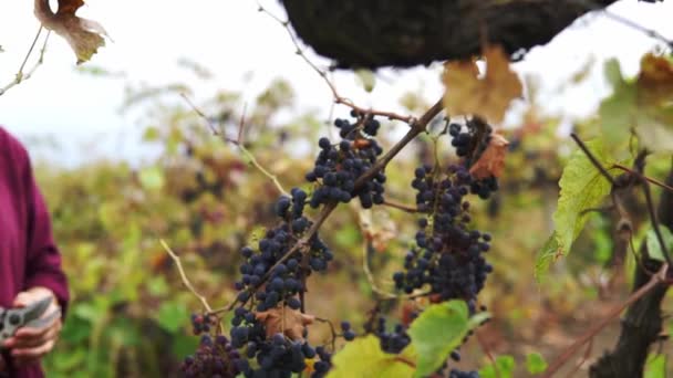 Close Mannelijke Handen Verzamelen Van Zwarte Wijnstokken Druiven Snijden Door — Stockvideo