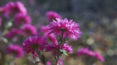 Menekşe kasımpatı çiçeklerinin yavaş çekim videosu arka plan olarak kullanılabilir