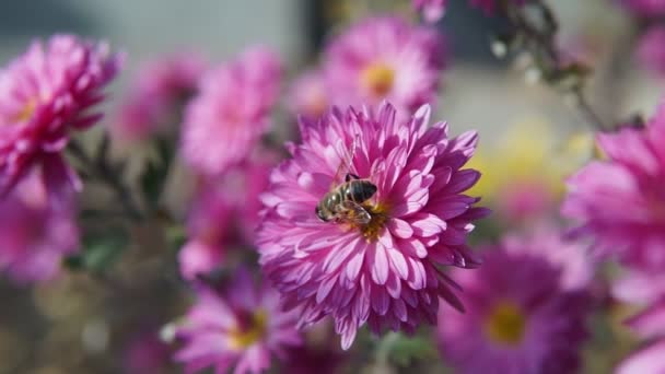 Zeitlupe Vorwärts Video Von Violetten Chrysanthemenblüten Kann Als Hintergrund Verwendet — Stockvideo