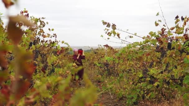 女农民穿着牛仔工作服 提着装满葡萄的篮子走进葡萄园的视频 — 图库视频影像