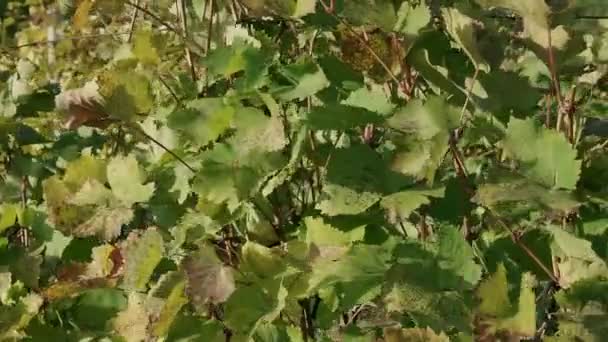 Vignoble Automne Feuilles Orange Jaune Gros Plan — Video