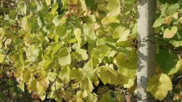 Vignoble en automne, feuilles orange et jaune. Gros plan.