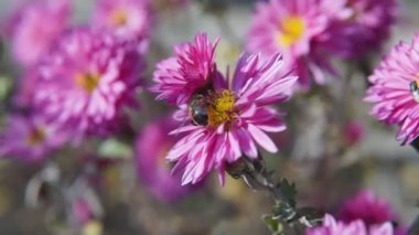 Arılar polenlerden nektarı yakın mesafeden emerler. kasımpatı çiçekleri