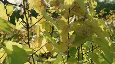 Sonbaharda üzüm bağı, turuncu ve sarı yapraklar. Yakın plan..