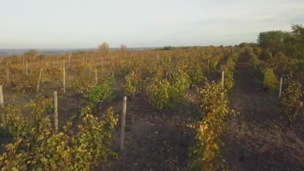 Luftaufnahme Über Herbstliche Weinberge Echt Schräg — Stockvideo
