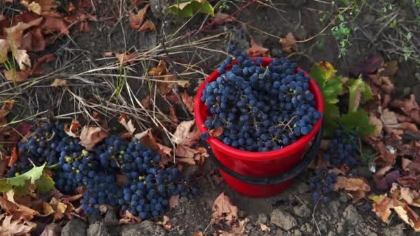 Taze Siyah Üzümlerin Bir Kovaya Düşüşünü Yakından Çek Üzümleri Hasat — Stok video