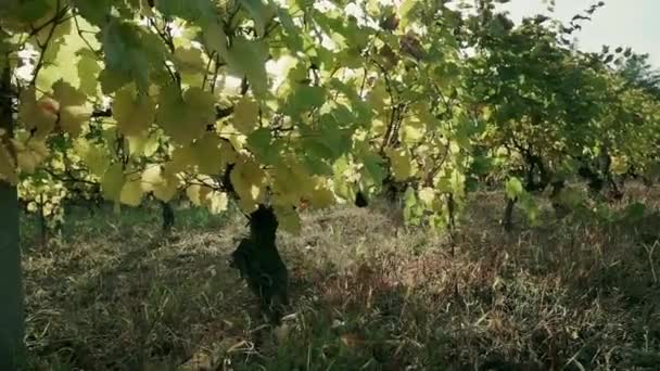 Виноградник Осенью Оранжевые Желтые Листья Крупный План — стоковое видео