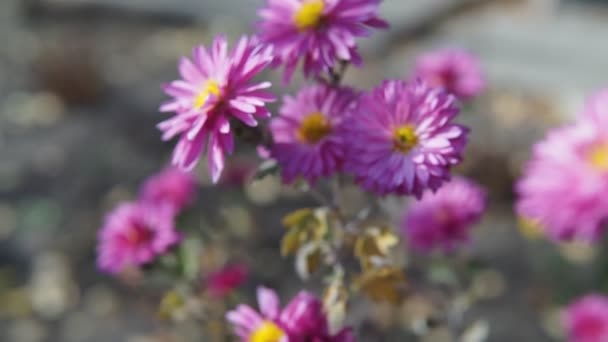 Медленное Движение Вперед Видео Фиолетового Хризантемы Цветы Могут Использованы Качестве — стоковое видео