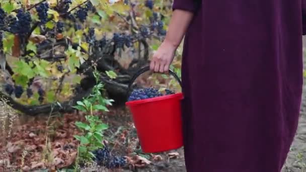デニム全体を身に着けている農家の女性のビデオやブドウの収穫のバスケットでブドウ畑を歩く — ストック動画