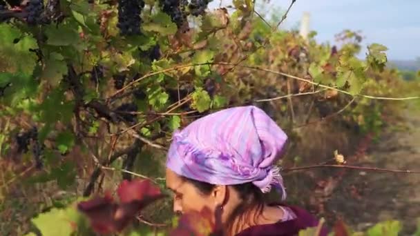 Сбор Винограда Переднем Плане Кластера Винограда Заднем Плане Женщина Собирает — стоковое видео