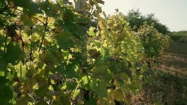 Vineyard Autumn Orange Yellow Leaves Close — Stock Video