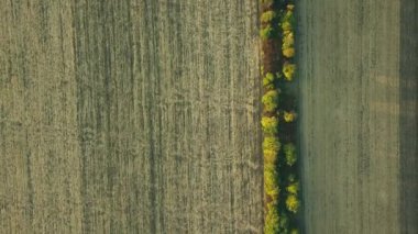 Tarlaların ve ağaçların üzerinde uçan hava manzarası. Yüksekten güzel bir manzara.