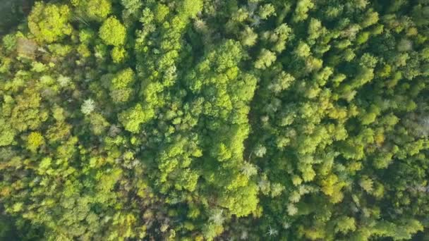 Drohnenflug Über Fallwald Herbstblätter Und Bäume Orange Rot Gelb Und — Stockvideo