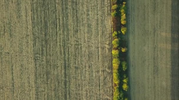 Letecký Pohled Létání Nad Zemědělskými Poli Stromy Krásná Krajina Výšky — Stock video