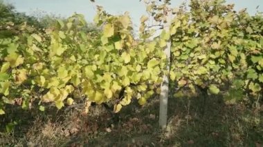 Sonbaharda üzüm bağı, turuncu ve sarı yapraklar. Yakın plan..