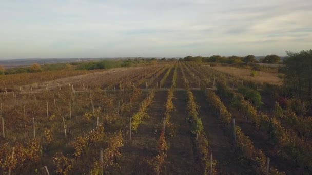 Luftaufnahme Über Herbstliche Weinberge Echt Schräg — Stockvideo