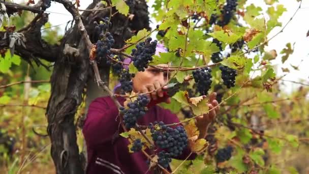 在葡萄的前景丛中采集葡萄 在背景中女性采集白葡萄 — 图库视频影像