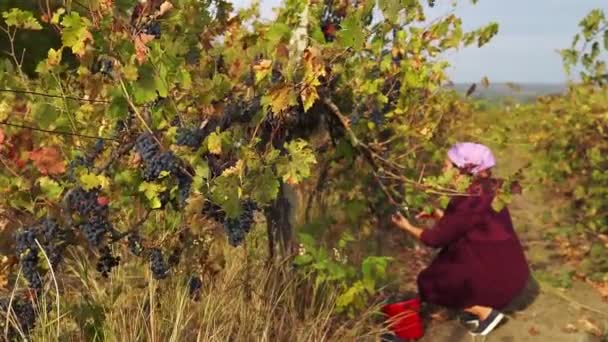 Recoger Las Uvas Racimo Uvas Primer Plano Fondo Una Mujer — Vídeo de stock