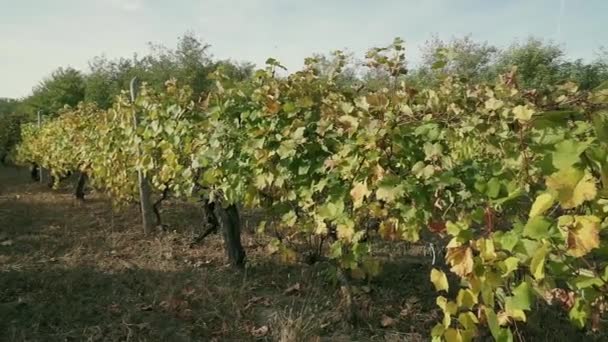 Viñedo Otoño Hojas Naranjas Amarillas Primer Plano — Vídeos de Stock