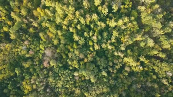 Sonbahar ormanında İHA uçuşu. Sonbahar yaprakları ve ağaçlar. Turuncu, Kırmızı, Sarı ve Yeşil Güzel Sahne. — Stok video