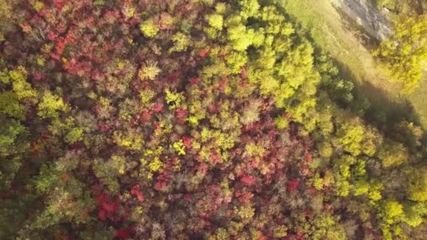 Voo Drone Sobre Floresta Outono Folhas Árvores Outono Laranja Vermelho — Vídeo de Stock