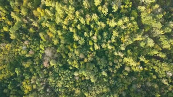 无人机飞越秋天的森林秋天的树叶和树木 黄色和绿色美丽的风景 — 图库视频影像