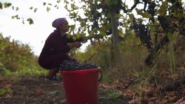 Verzamel Druiven Voorgrond Cluster Van Druiven Achtergrond Een Vrouw Verzamelt — Stockvideo
