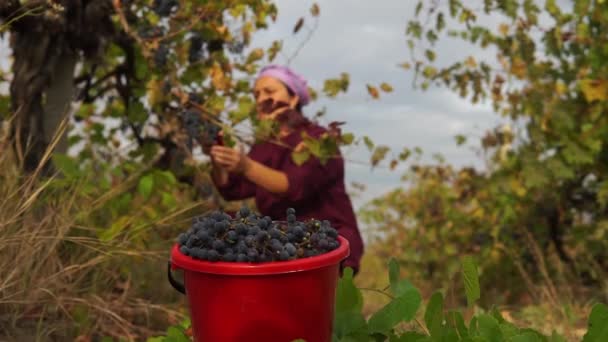 Recoger Las Uvas Racimo Uvas Primer Plano Fondo Una Mujer — Vídeo de stock