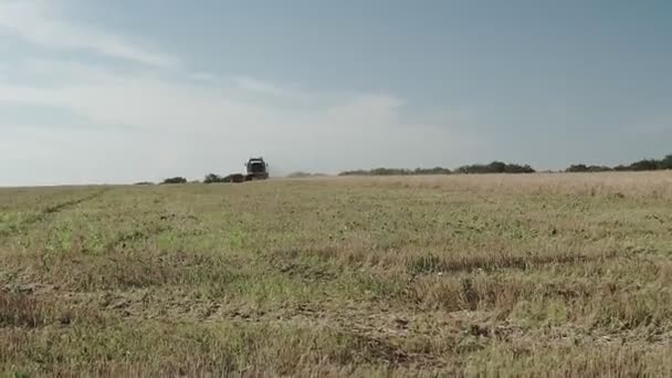 収穫者は黄色の小麦を集めます 現代の機械は明るい夏の日に小麦のスパイクを切断します 作物の季節に穀物畑を収穫する — ストック動画