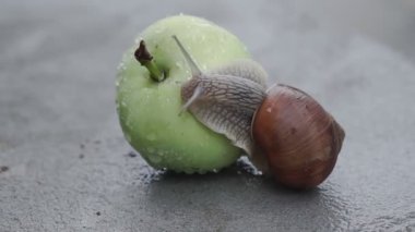 Yağmurdan sonra bir salyangoz ıslak bir elmanın üzerinde yavaşça sürünüyor.