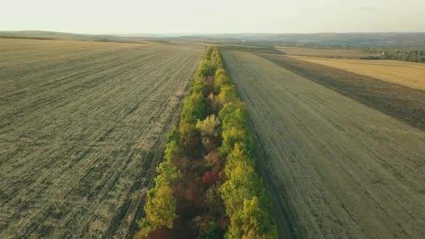 Vista Aerea Volare Sopra Campi Agricoli Alberi Bellissimo Paesaggio Altezza — Video Stock